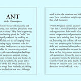 Diamonds 14K Gold Ant Charm Bracelet Bracelets My Store